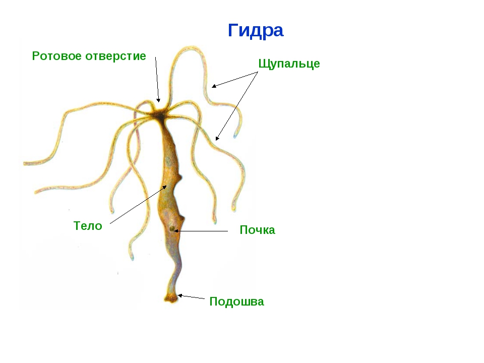 Модератор на кракене