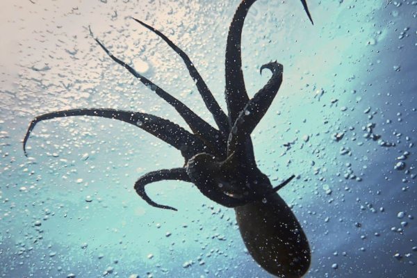 Kraken официальная ссылка